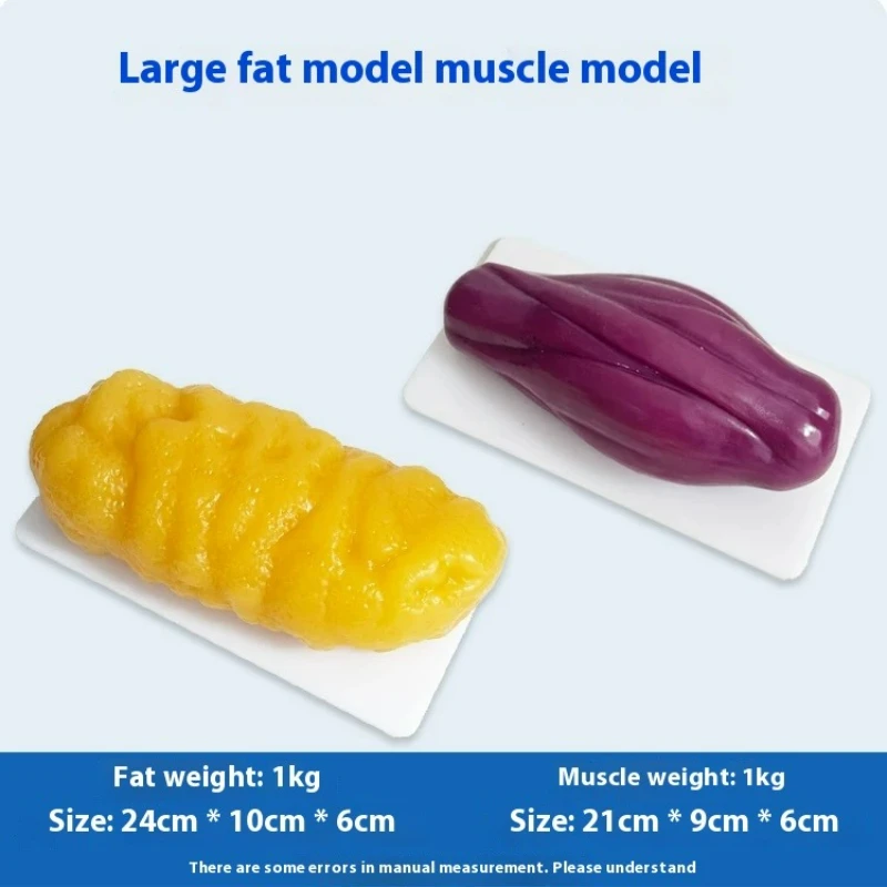 Nutrition Fitness Center - 人間の筋肉と脂肪の模型 健康と減量のための栄養と科学 フィットネスセンターの脂肪模型